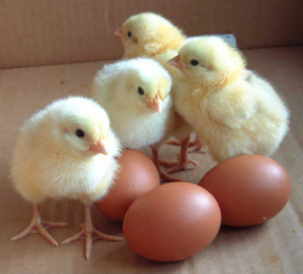 622572Day-Old-Chicks