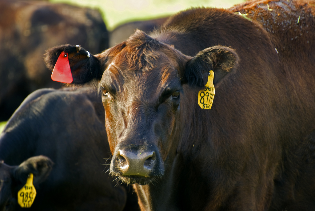 cow-farming